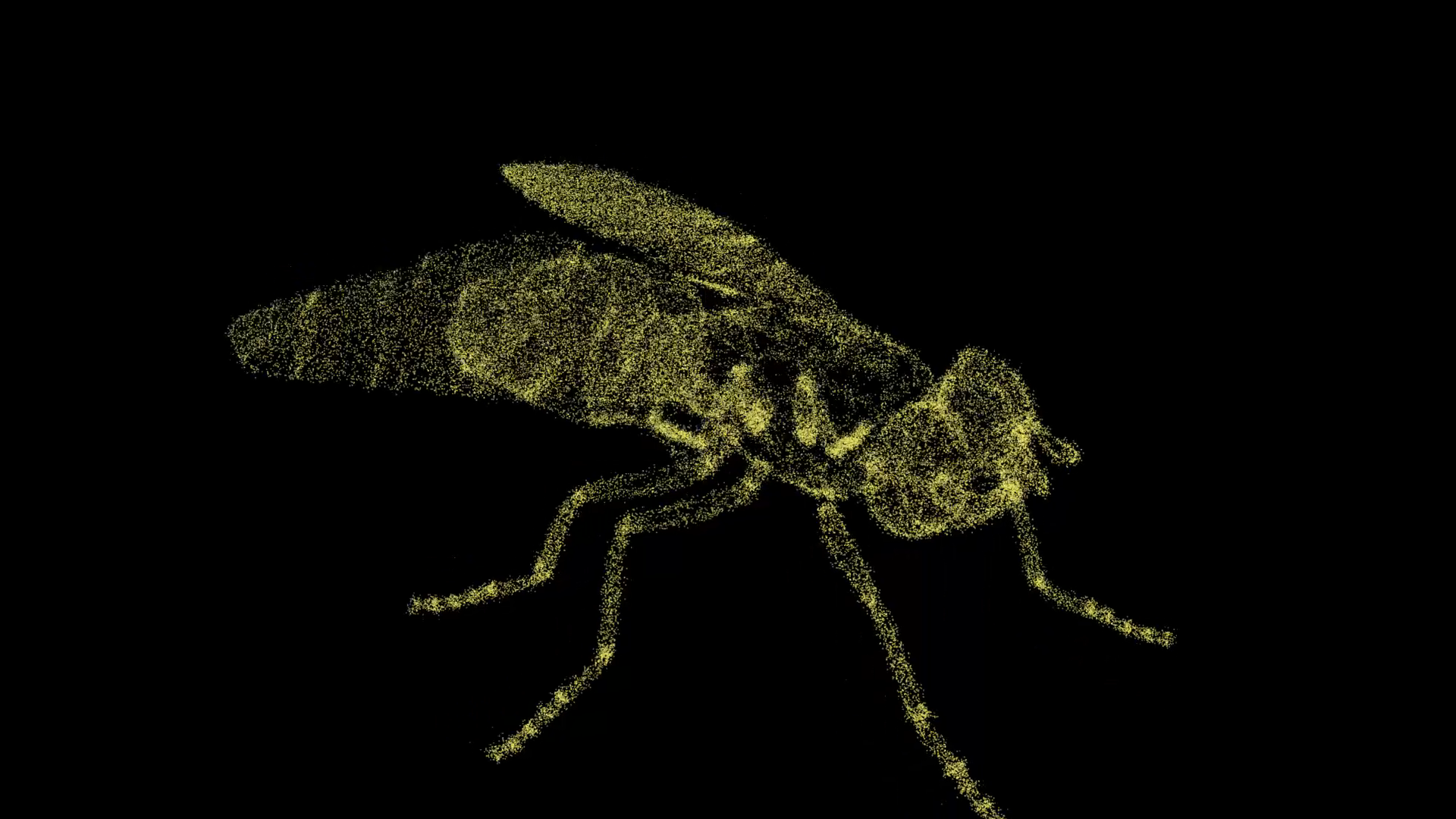 3D苍蝇昆虫模型粒子AE模板视频的预览图