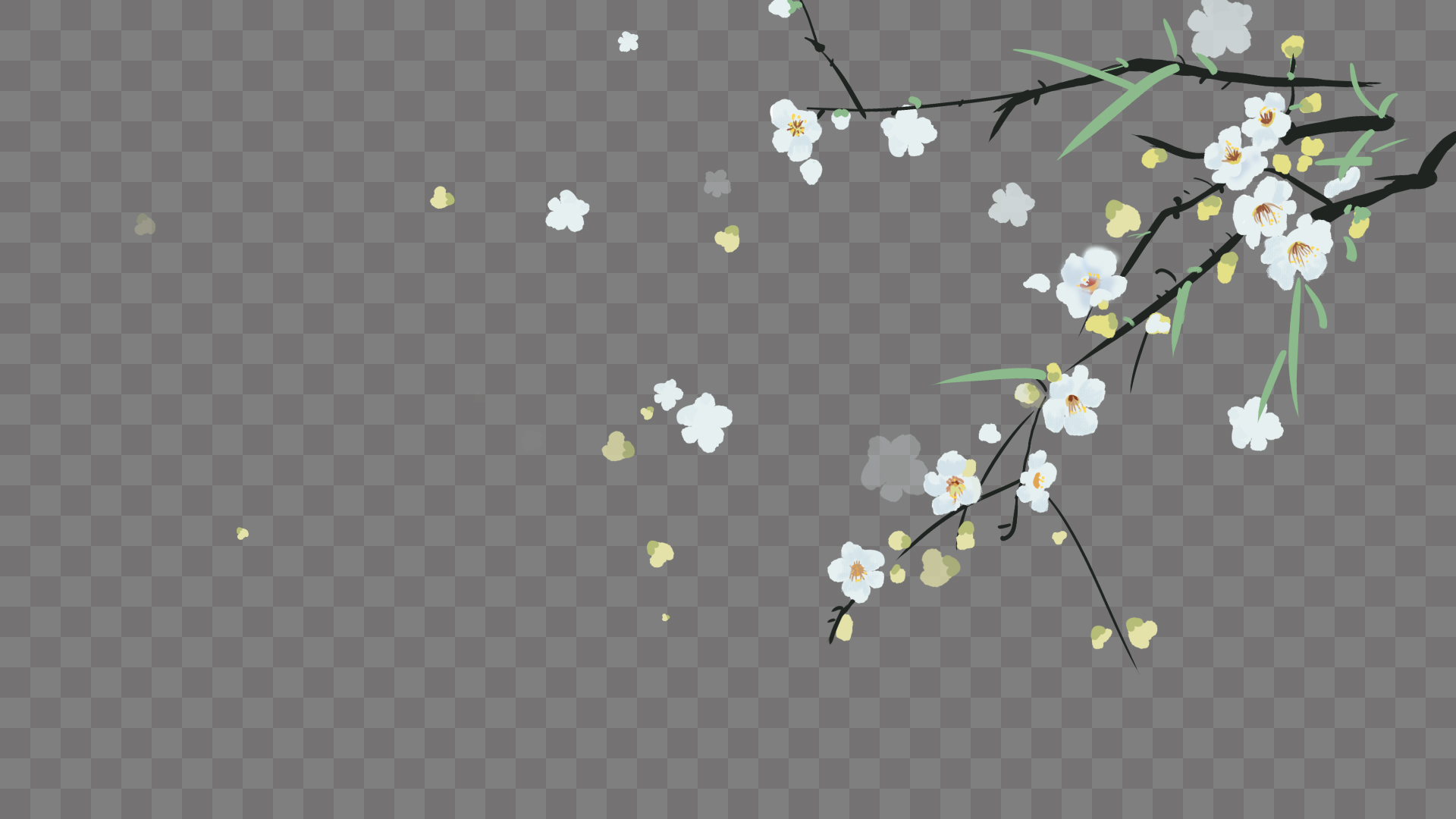 唯美清新白色花朵飘落ae模板视频的预览图
