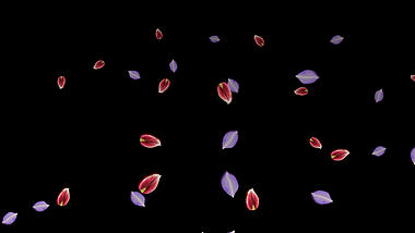 唯美紫色红色花瓣飘散透明通道背景视频素材视频的预览图