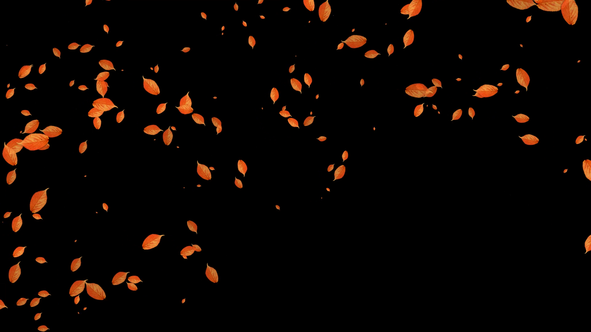 金色秋天落叶飞舞后期特效带透明通道挂件素材视频的预览图
