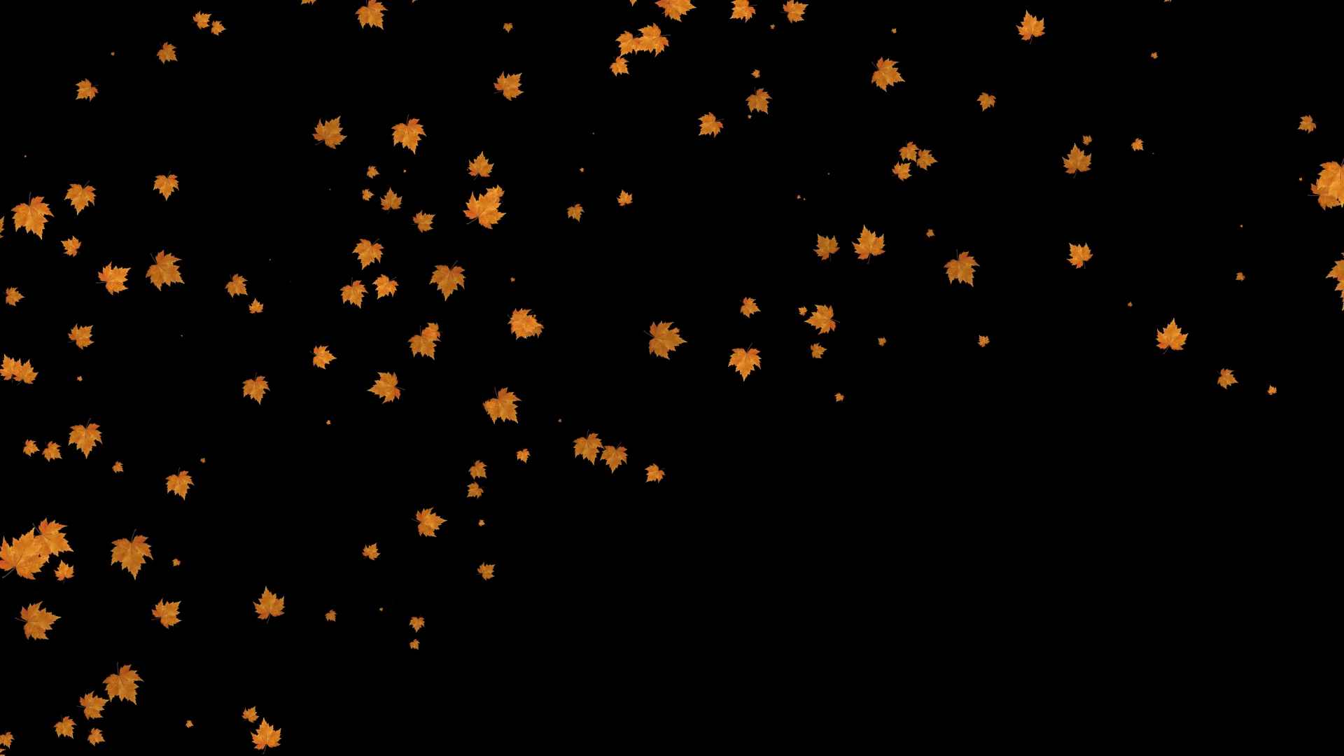 金色枫叶飘落后期特效带透明通道素材视频的预览图