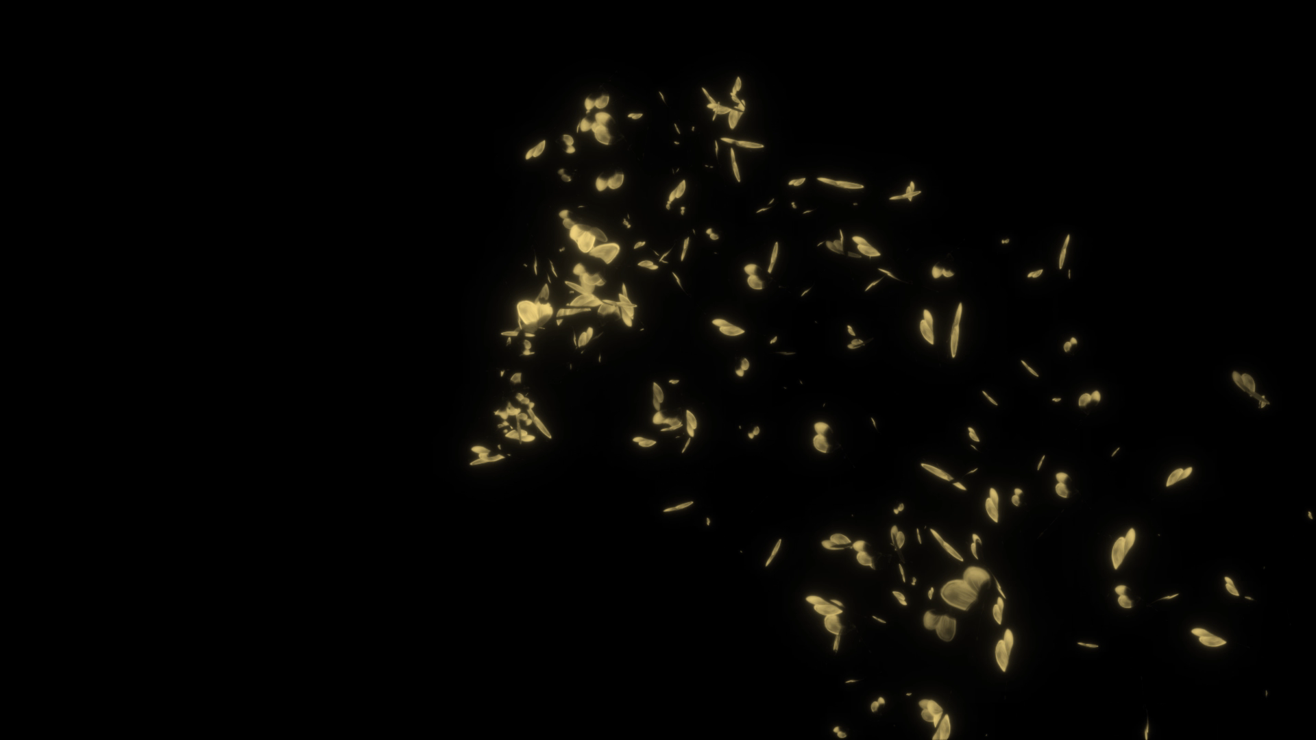 原创金色蝴蝶成群飞舞AE模板视频的预览图