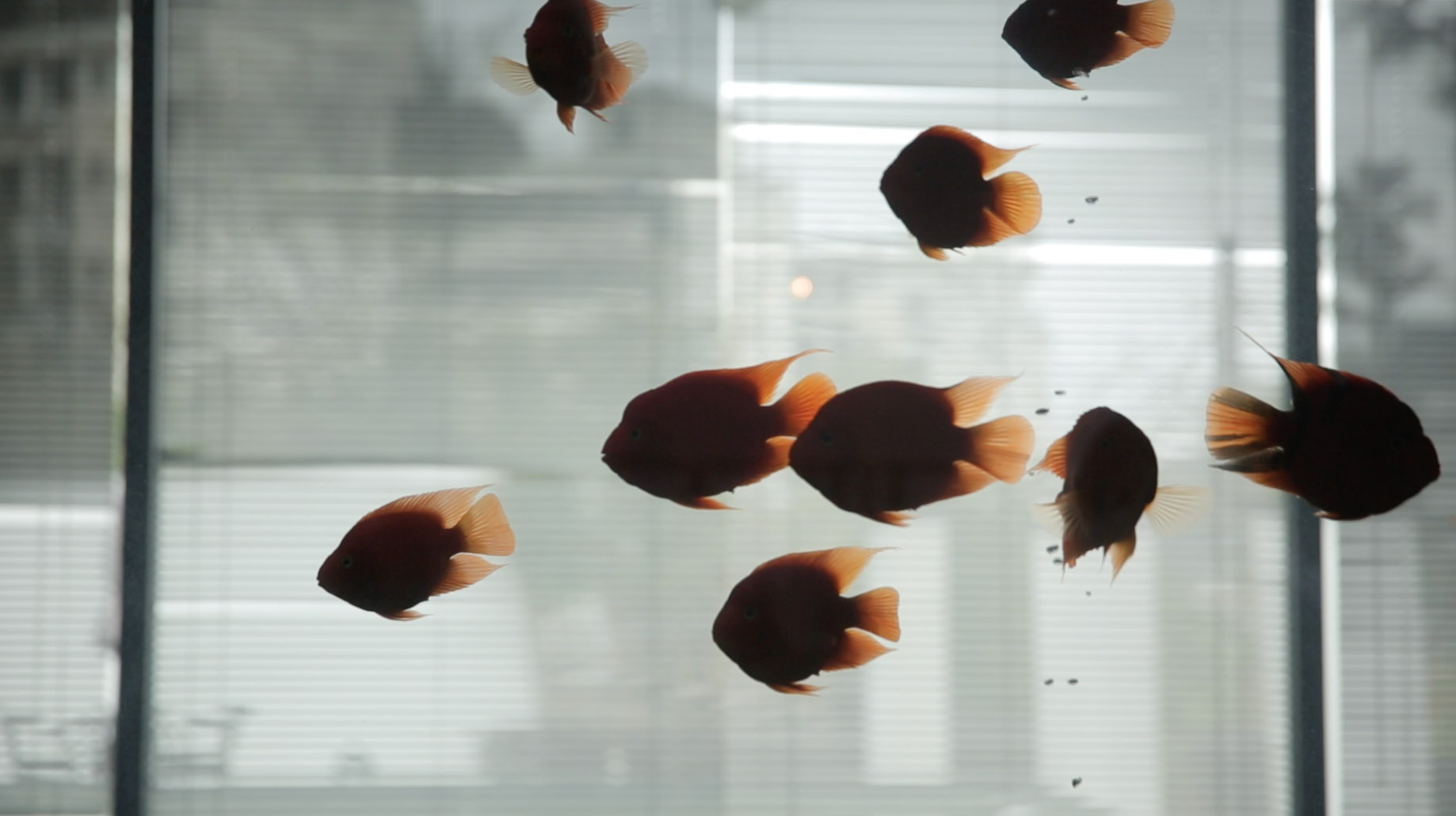 1080p鱼缸里游动的鱼视频的预览图