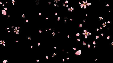 唯美桃花花瓣飘落透明通道视频素材视频的预览图