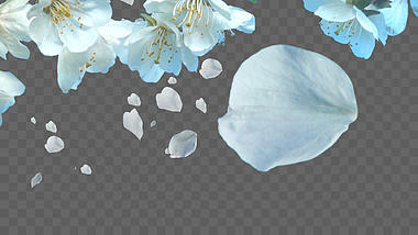 清新白色杏花装饰ae模板视频的预览图