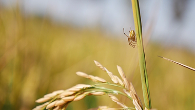 1080P慢镜头小蜘蛛爬行在水稻上视频的预览图