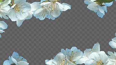 清新白色杏花装饰ae模板视频的预览图