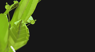 绿色三维大气创意叶子框架元素动态演绎视频的预览图