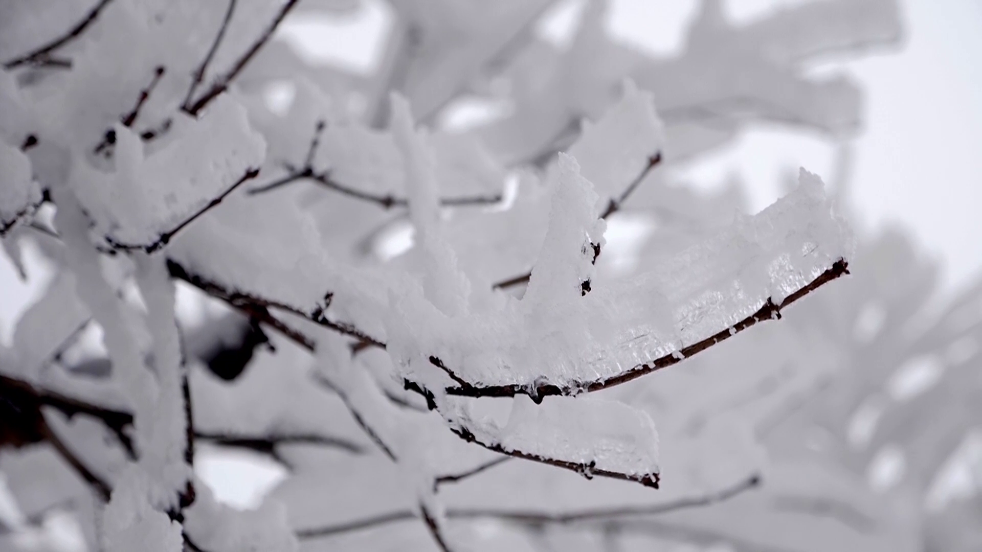 1080P慢镜头大雪过后的雾凇视频的预览图