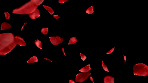 红色玫瑰花瓣飘散ae模板视频的预览图