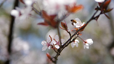 1080P慢镜头小蜜蜂在花丛中飞舞02视频的预览图