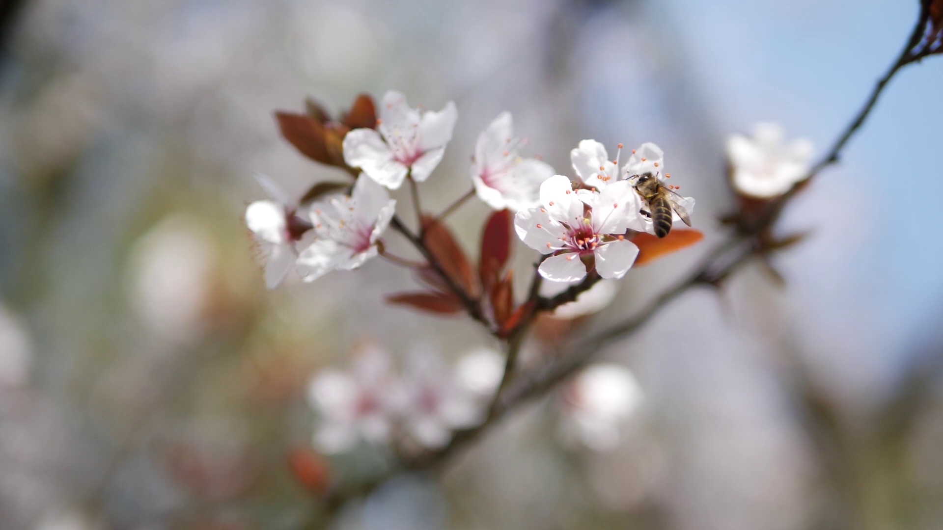 1080P慢镜头小蜜蜂在花丛中飞舞视频的预览图