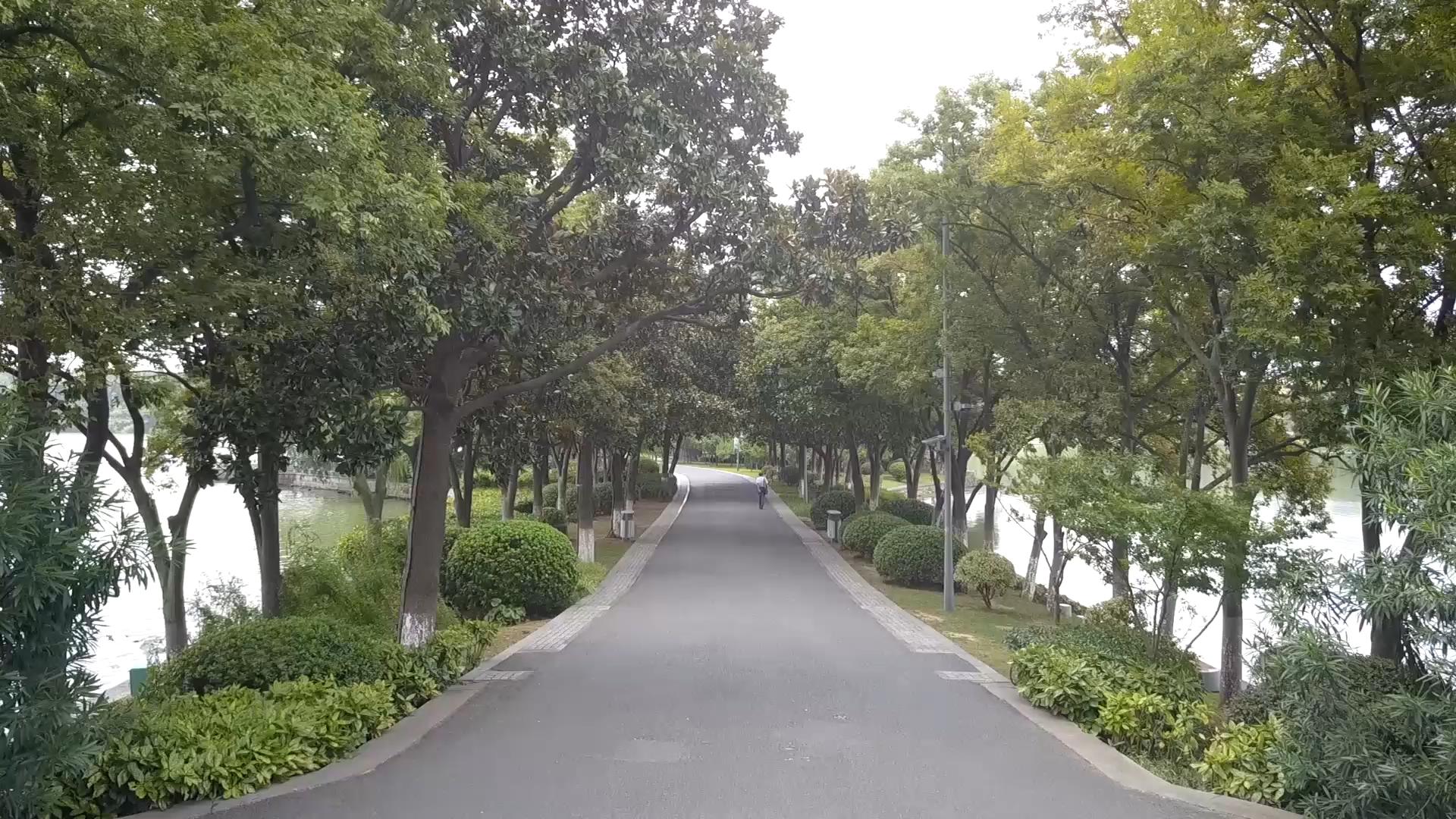 1080P林荫树木步道漫步航拍视频的预览图
