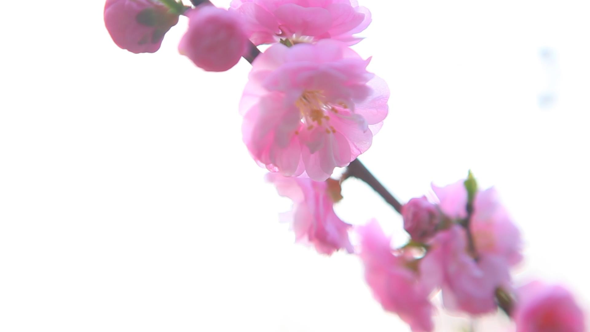 1080P纯净梅花盛开视频的预览图