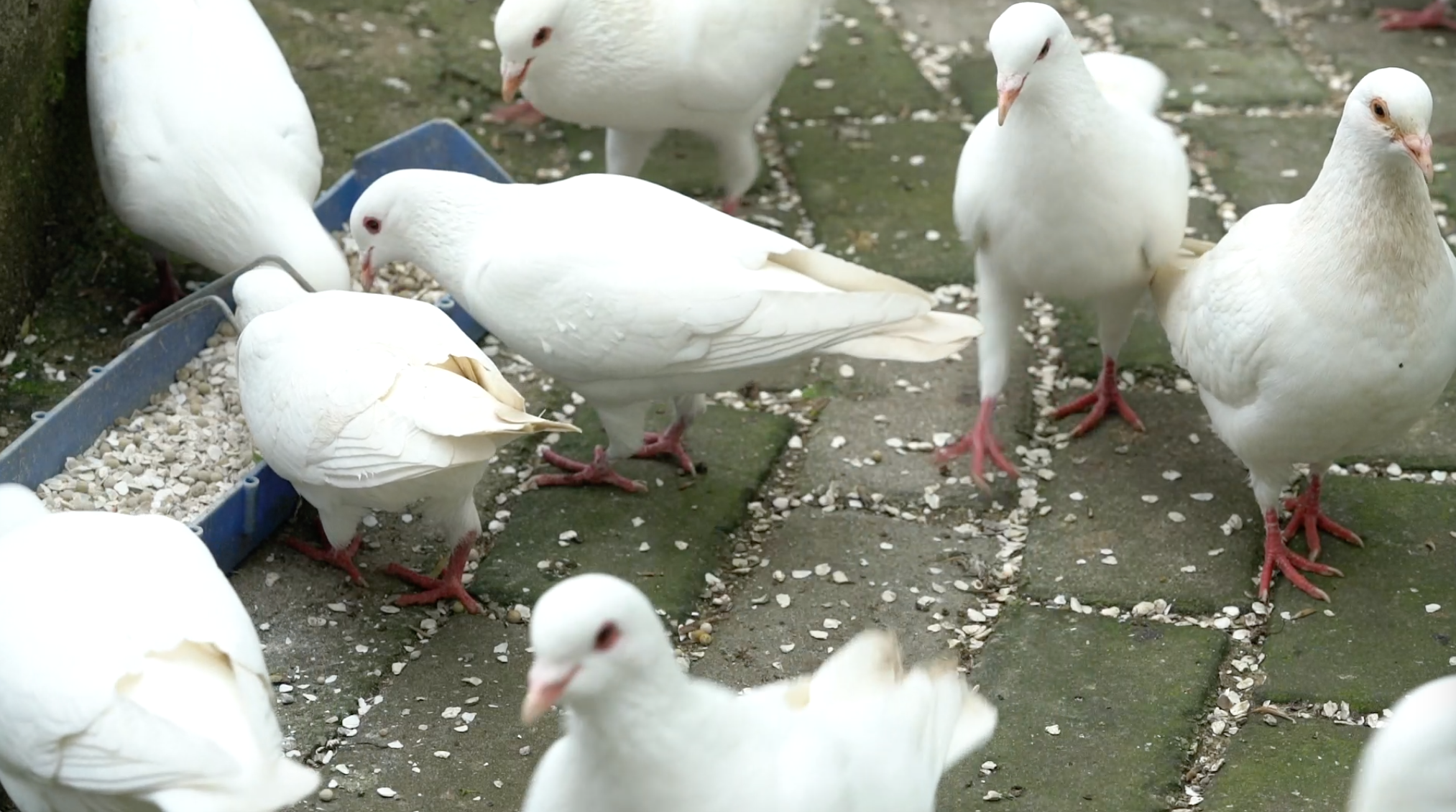 1080p在进食的鸽子视频的预览图