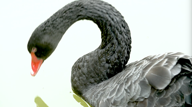 1080P水中嬉戏的黑天鹅视频的预览图