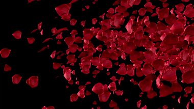 原创玫瑰花瓣飞舞转场AE模板视频的预览图