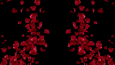 原创玫瑰花瓣飞舞装饰AE挂件视频的预览图