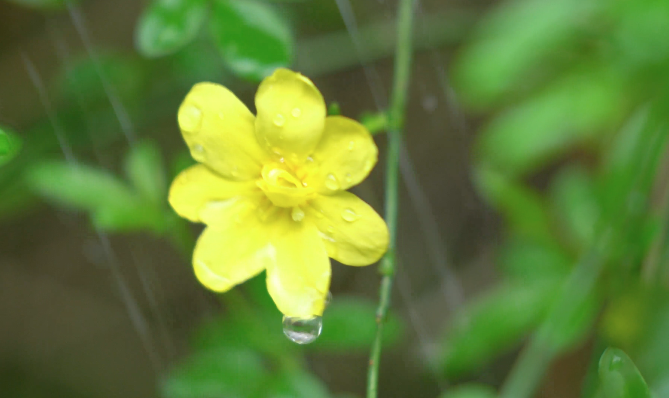 4k风雨中的小花朵视频的预览图