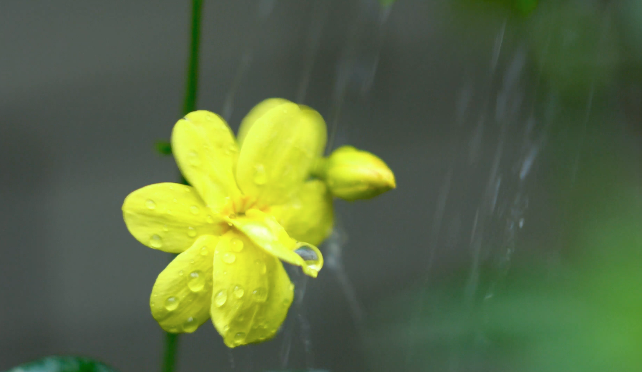 4k沐浴在风雨中的小花视频的预览图
