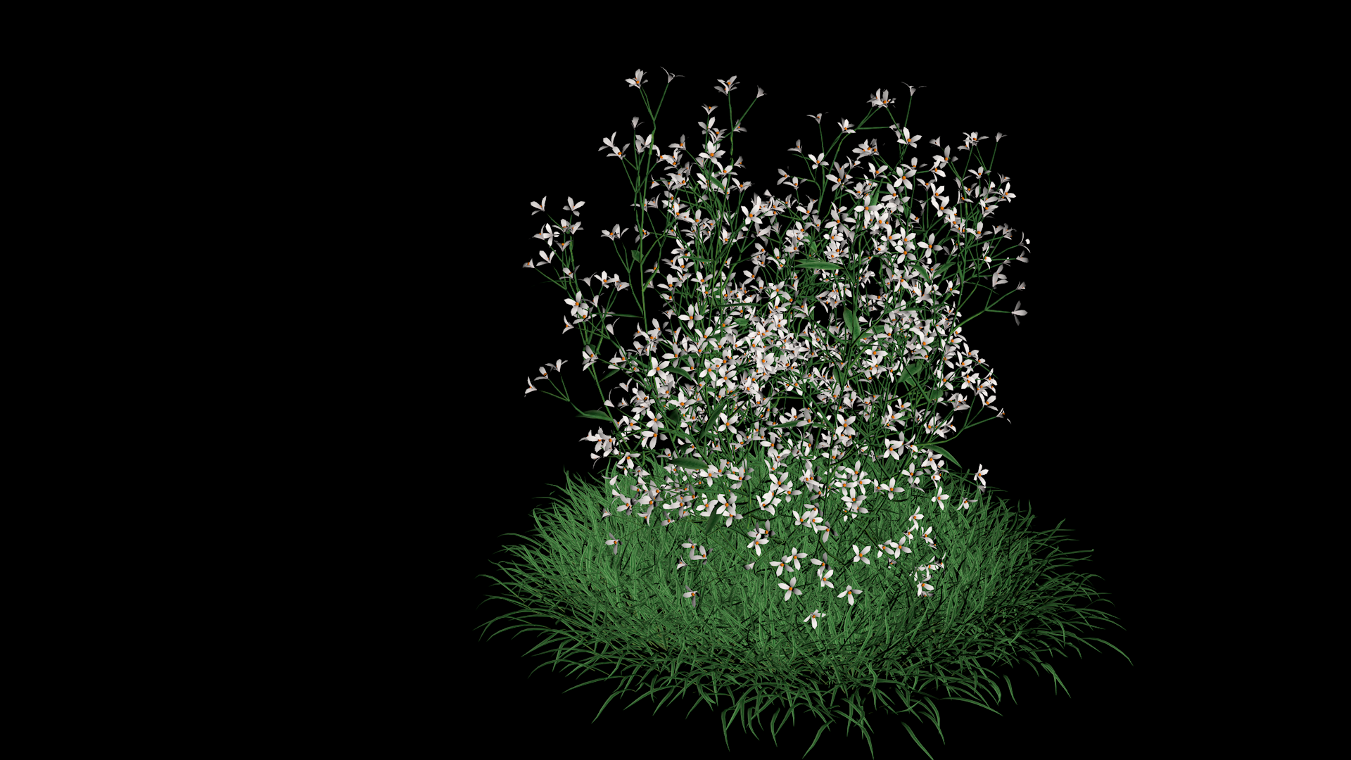 花朵生长开花素材背景视频视频的预览图