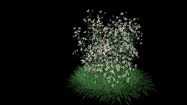花朵生长开花素材背景视频视频的预览图