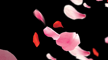 粉红花瓣后期带通道内容演绎视频的预览图