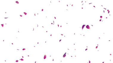 唯美粉紫花瓣飘散浪漫爱情透明通道视频素材视频的预览图