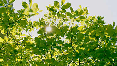 1080P阳光下的树叶实拍视频的预览图