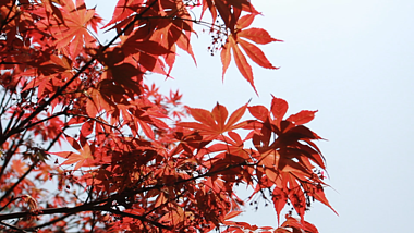 1080P火红的枫叶实拍视频视频的预览图