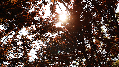 1080P唯美阳光下的树叶视频的预览图