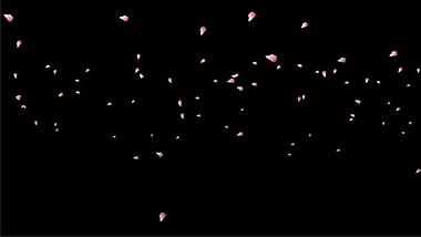 粉色唯美花瓣带通道视频特效视频的预览图