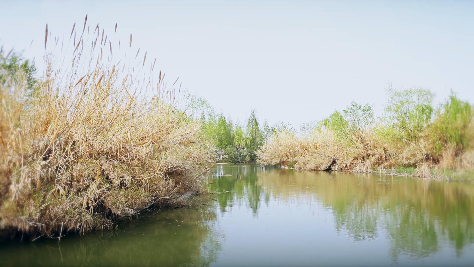 1080P河水池塘芦苇绿树倒影视频的预览图