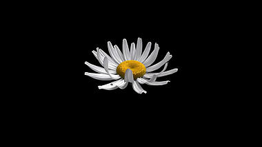 清新白色菊花花朵ae模板视频的预览图