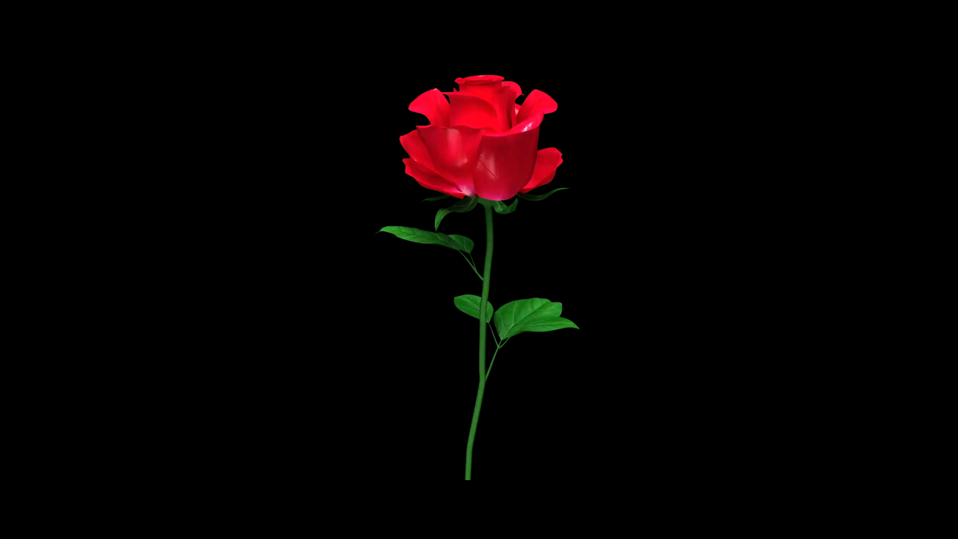 浪漫大气玫瑰绽放ae模板视频的预览图