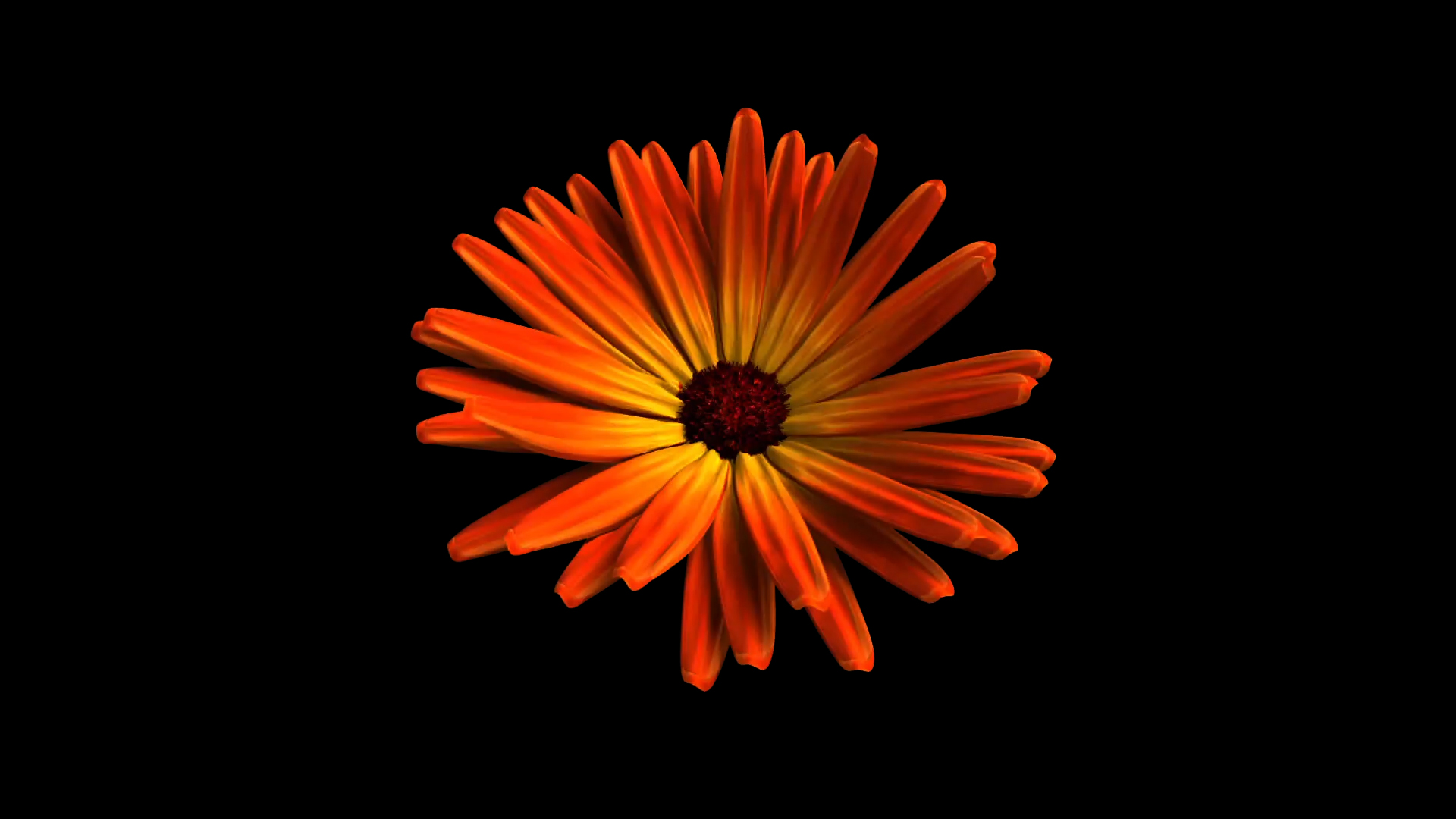 大气菊花花朵ae模板视频的预览图