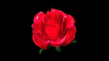 大气浪漫玫瑰绽放ae模板视频的预览图