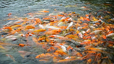 公园池塘鲤鱼抢食高速视频视频的预览图