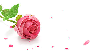 浪漫大气玫瑰花瓣ae模板视频的预览图