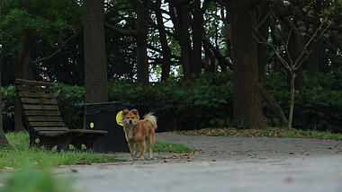 1080P绿色树林里小狗走动视频的预览图