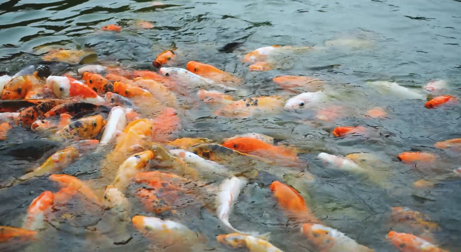 1080P池塘鲤鱼抢食浮出水面视频的预览图
