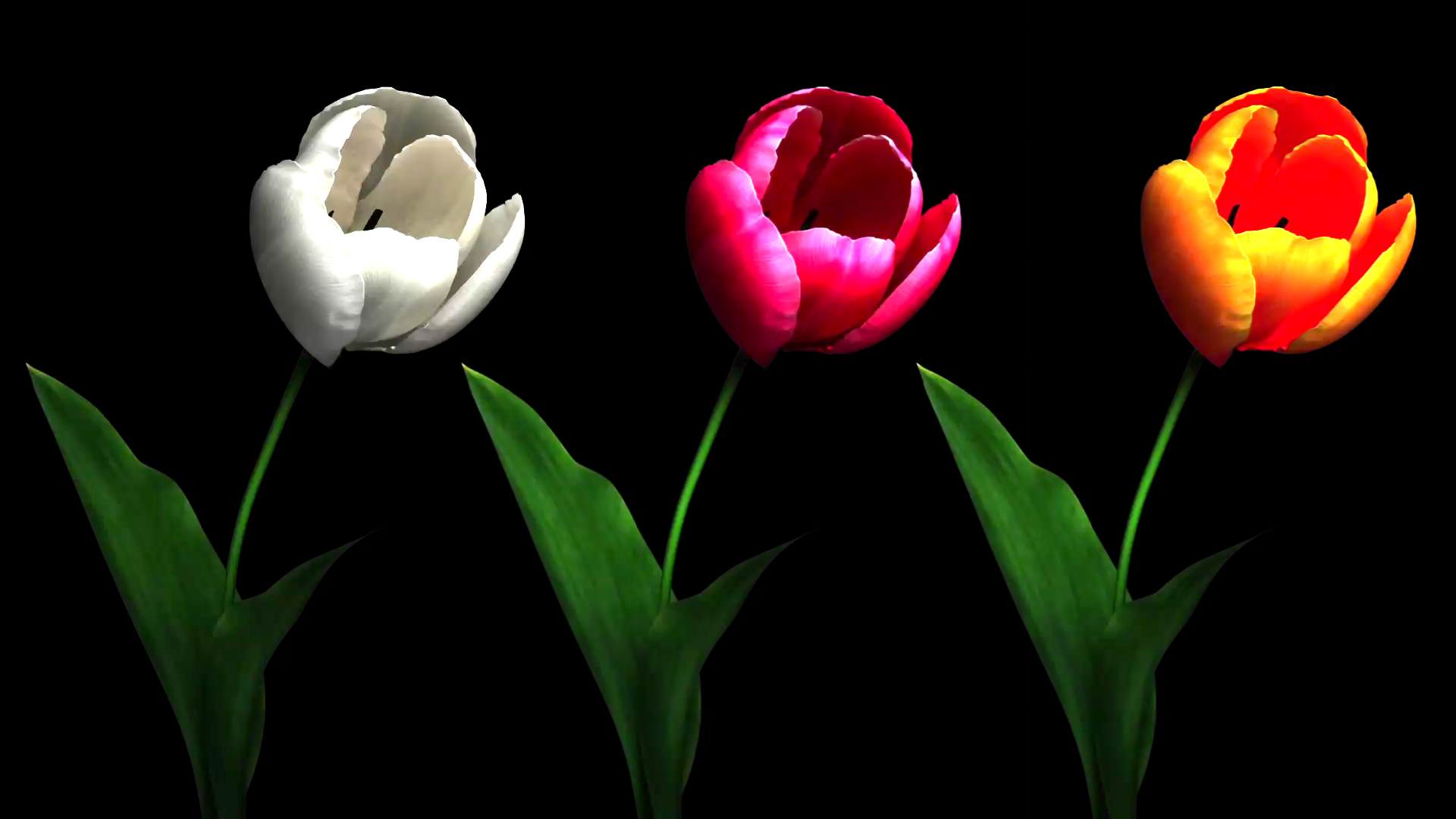 免抠带通道仿真3D鲜花花朵开花三色郁金香视频的预览图