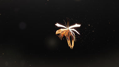 华丽金色蝴蝶飞舞粒子散发LOGO展示视频的预览图
