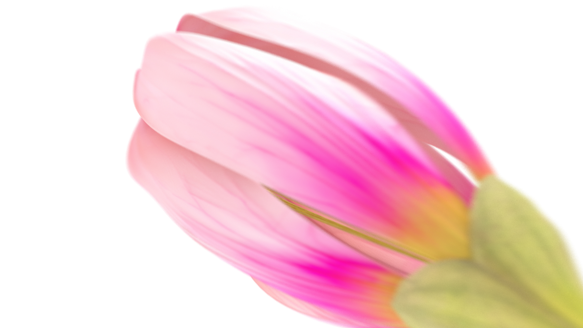 唯美粉红花朵开放动画透明通道视频素材视频的预览图