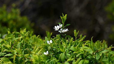 1080P60帧春天绿叶丛中的白色小花视频的预览图