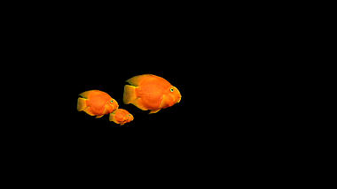 热带鱼罗汉鱼金鱼游过透明通道视频素材视频的预览图