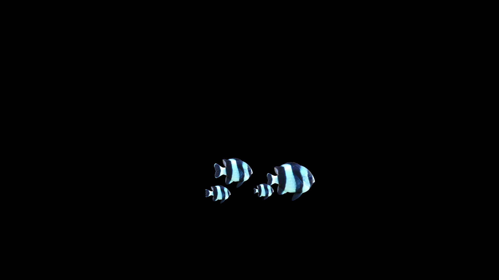 三间白热带鱼游过透明通道视频素材视频的预览图