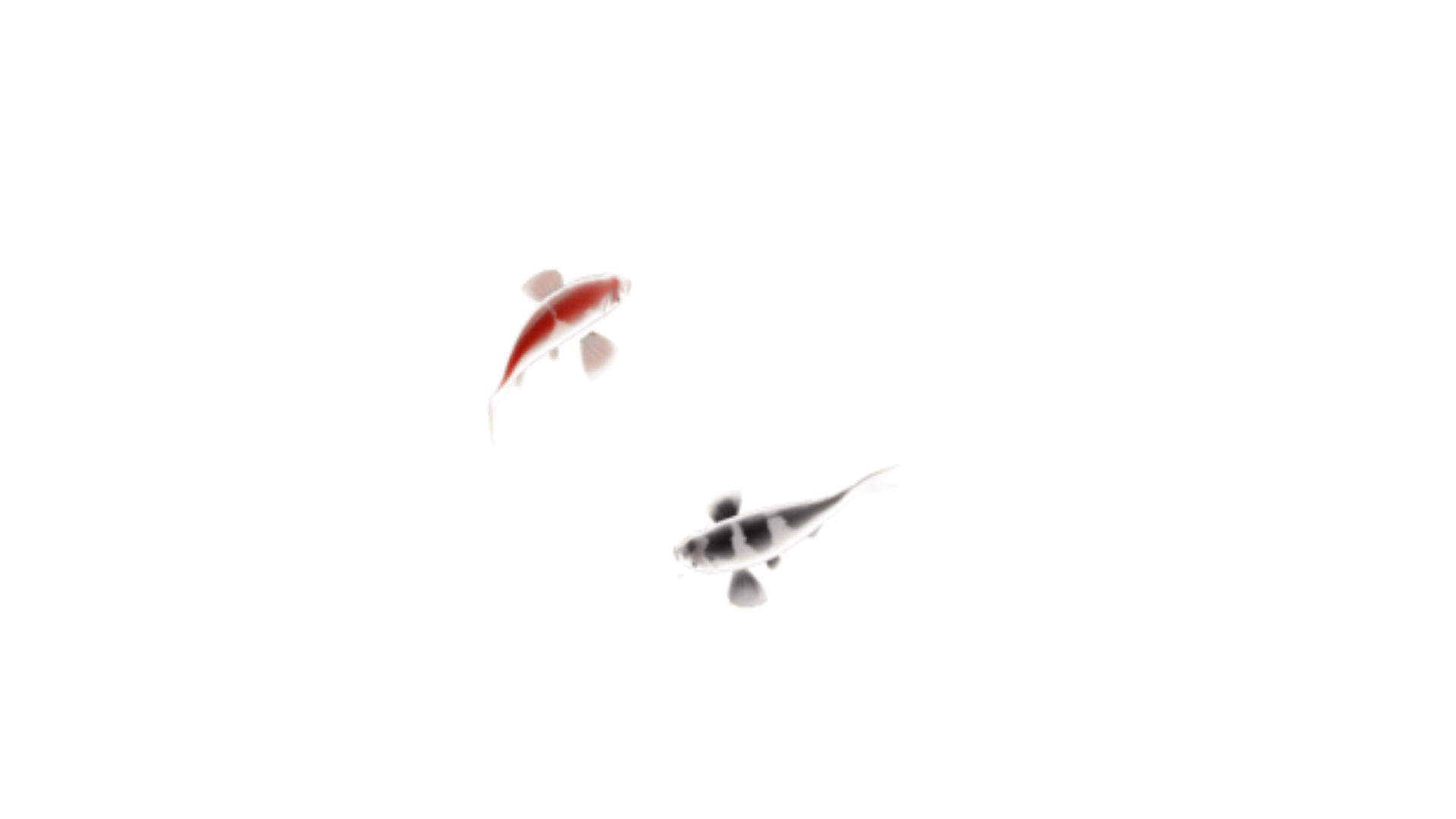 中国风水墨锦鲤游鱼透明通道视频素材视频的预览图