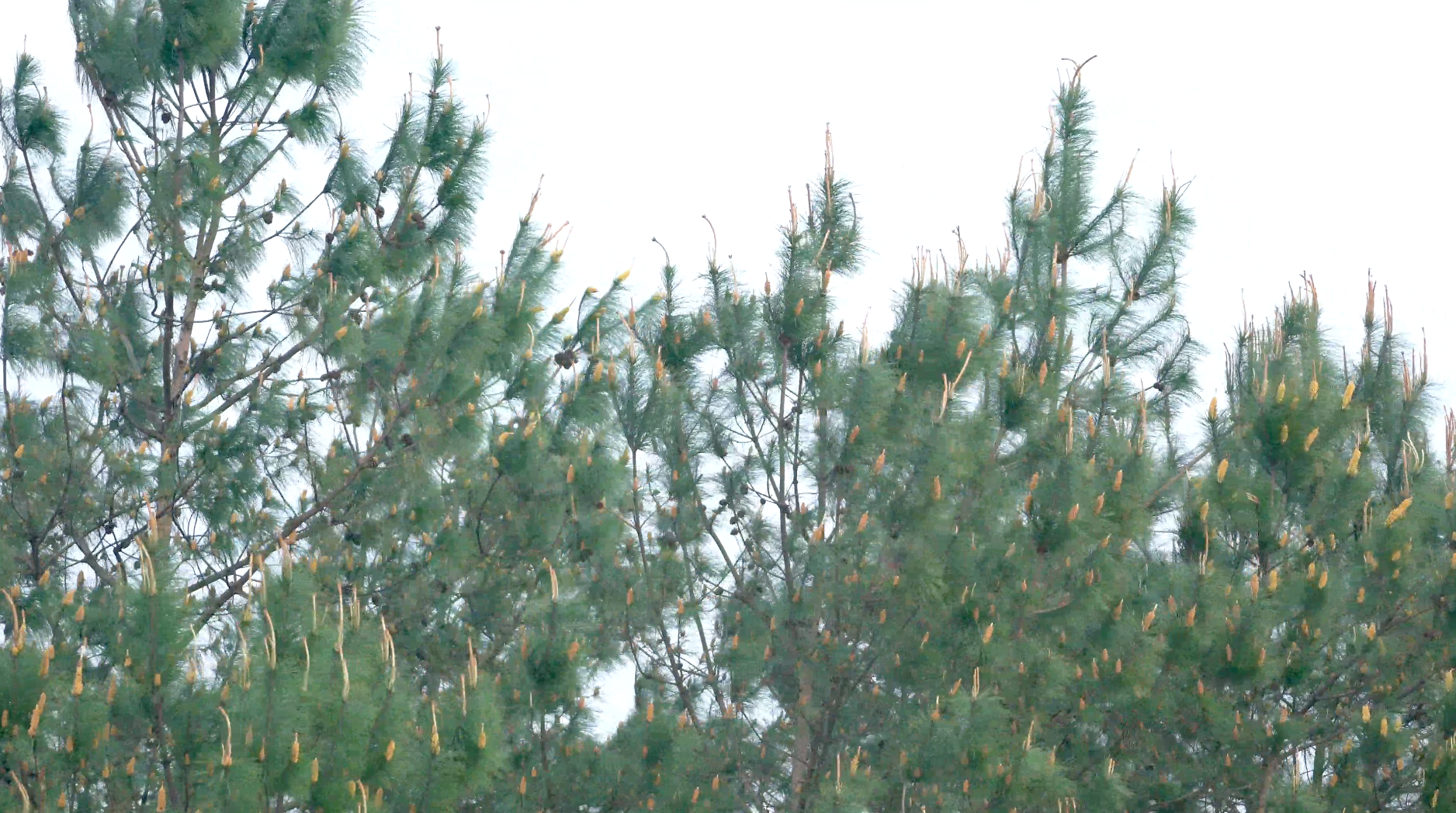 4K风中的针叶林树梢视频的预览图