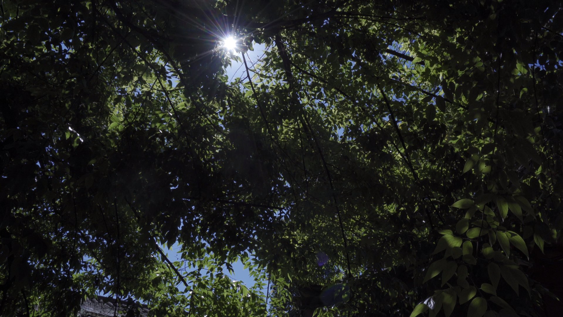 4K阳光下飘动的树叶摄像视频的预览图